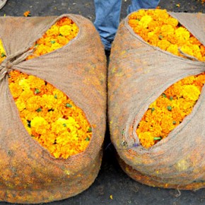Nature Walks / प्रकृति सौंदर्य